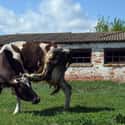 Radioactive Cows Are Producing Toxic Milk on Random Fascinating Radioactive Animals That Exist As A Result Of Chernobyl