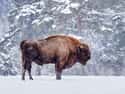 The Belarus Region Contains Radioactive Bison on Random Fascinating Radioactive Animals That Exist As A Result Of Chernobyl