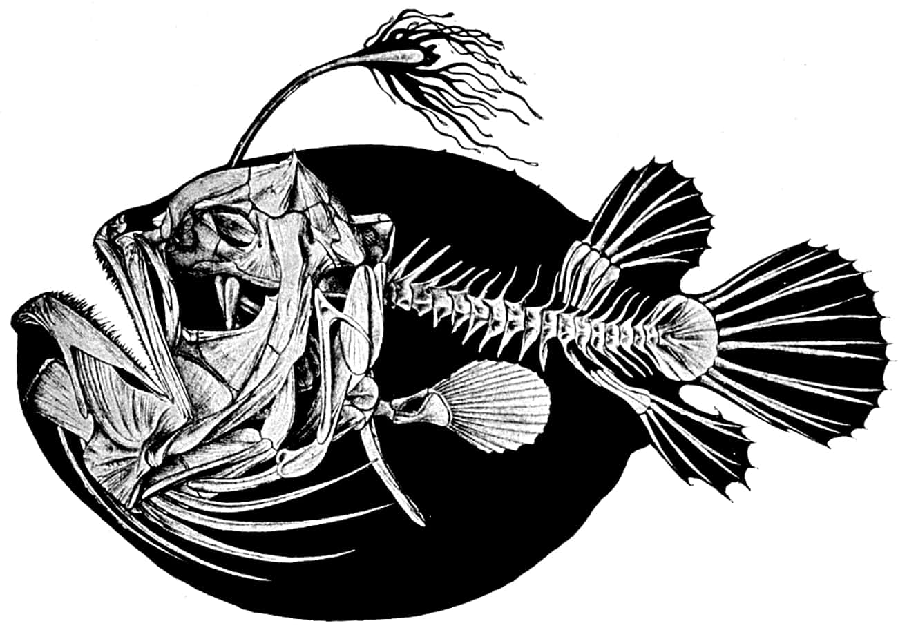 Скелет рыбы удильщика