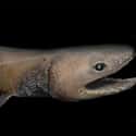 Frilled Shark on Random Creepy Creatures Who Live In Mariana Trench