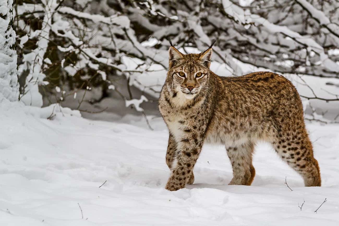 A Lynx Once Thought To Be Non-Existent In The Area Thrives In Chernobyl