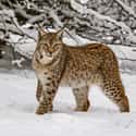 A Lynx Once Thought To Be Non-Existent In The Area Thrives In Chernobyl on Random Fascinating Radioactive Animals That Exist As A Result Of Chernobyl