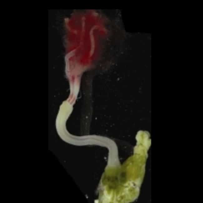 Zombie Worm is listed (or ranked) 2 on the list The Creepy Creatures Who Live In The Mariana Trench