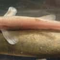 Cave Loach Are Half The Size Of Their Surface Friends on Random Fascinating Adaptations Of Cave-Dwelling Creatures