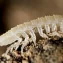 The Cave Woodlouse Has Zero Pigment Or Eyes on Random Fascinating Adaptations Of Cave-Dwelling Creatures
