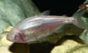 The Mexican Blind Cavefish Looks Different Than Its Fish Relatives, But Can Still Reproduce With Them on Random Fascinating Adaptations Of Cave-Dwelling Creatures