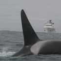 They Are The Largest Dolphin on Random Fascinating Facts About Killer Whales