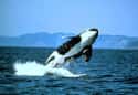 Life Expectancy Is Shockingly Different For Killer Whales In Captivity on Random Fascinating Facts About Killer Whales