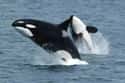 A Mother's Pregnancy Lasts 17 Months on Random Fascinating Facts About Killer Whales