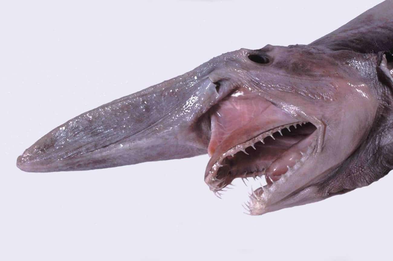 The Goblin Shark Can Unhinge Its Toothy Jaws To Grab Its Prey
