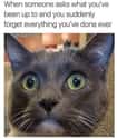 Cat Got Your Tongue on Random Memes All Socially Awkward People Understand Too Well