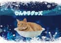 Cat Cooling Pot on Random Instances Of Everyday Japanese Tech That Make You Wish You Lived In Japan