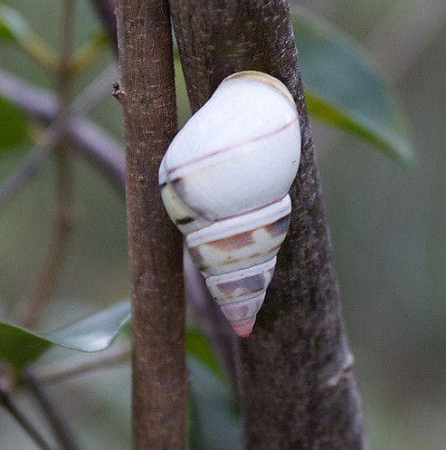 The 20 Most Beautiful Tree Snails Ever Spotted in the Wild