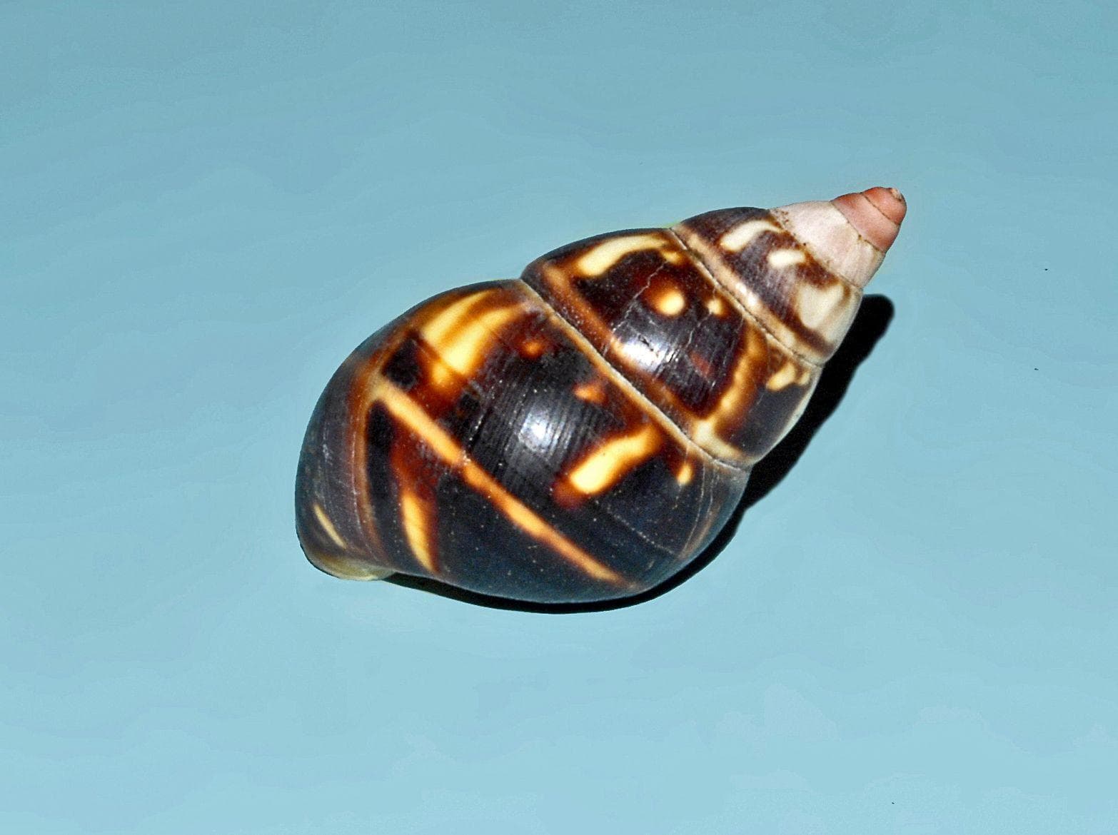 The 20 Most Beautiful Tree Snails Ever Spotted in the Wild