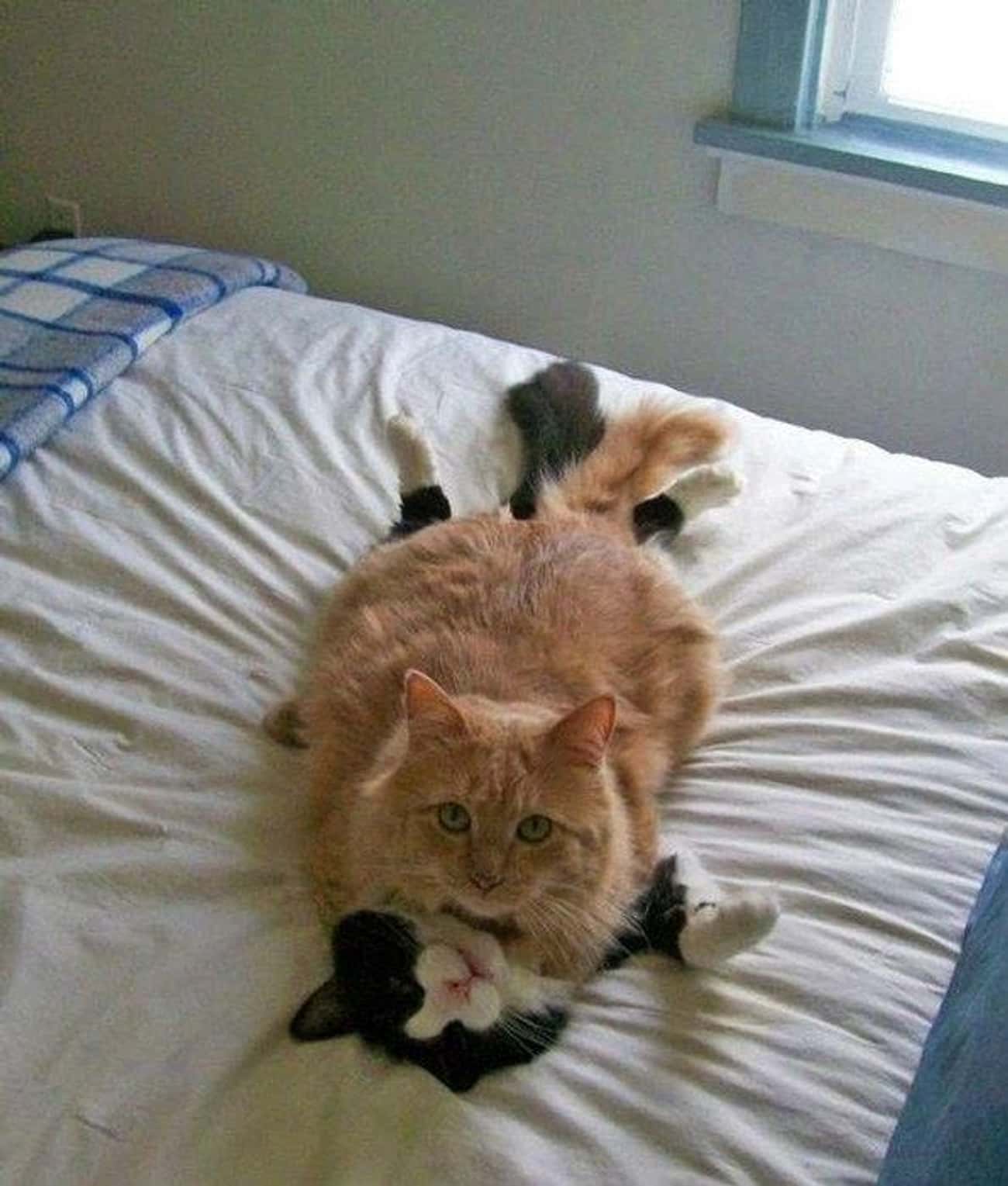 Картинка cat net. Кошка проснулась. Картинки котиков. Котенок бесится. Ревнивый котик.