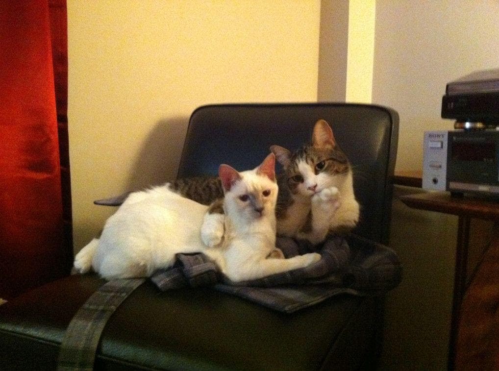 You Looking At My Girl's Whiskers?