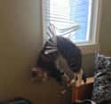 Blinds-Sided on Random Hilarious Pets Who Had No Idea You'd Be Home This Early