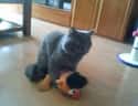 Some Things Are Between A Cat And His Ernie Doll on Random Hilarious Pets Who Had No Idea You'd Be Home This Early