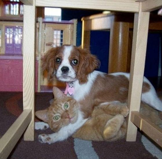 Животные для квартиры. Австралийский бигль. Какую собаку можно держать дома. Дом для собаки. Какую собаку можно держать дома.