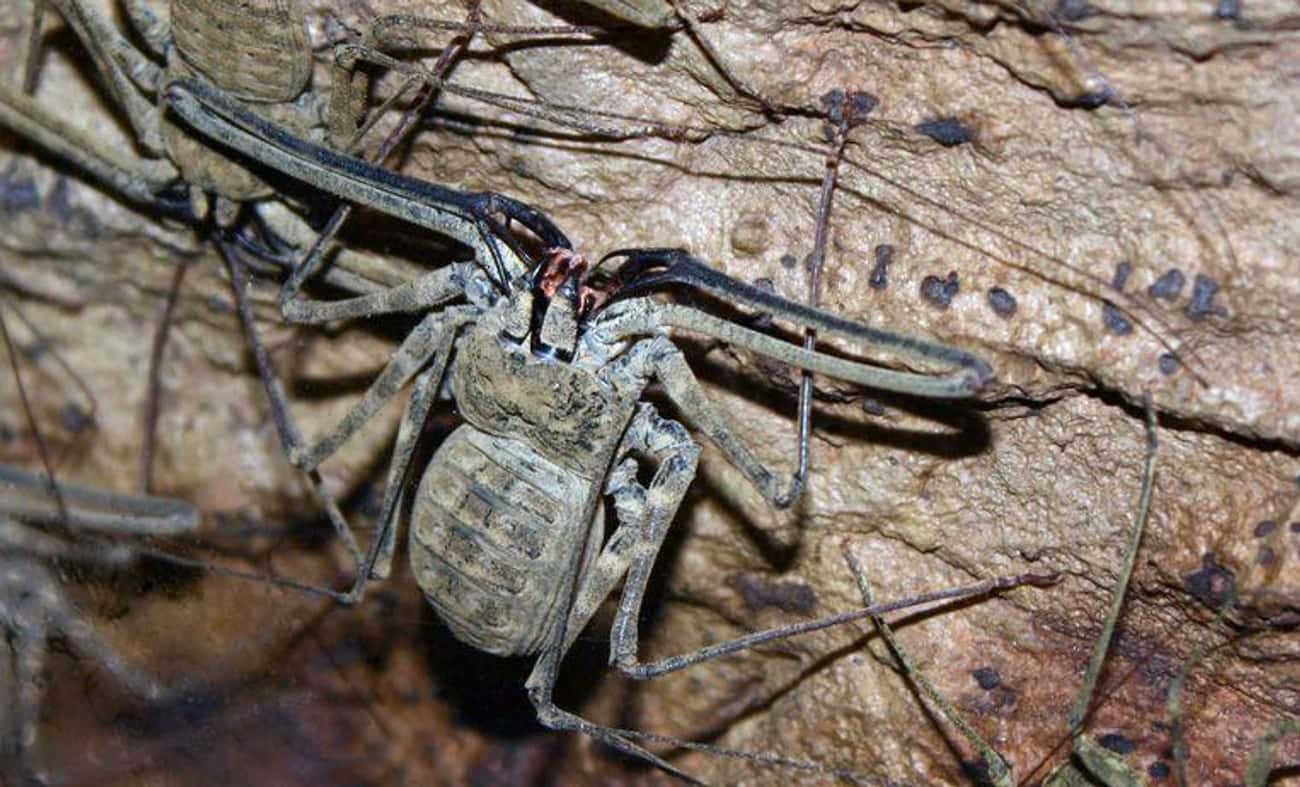 Tailless Whip Scorpions Have Crazy Legs To Move Around Dark, Dank Caves