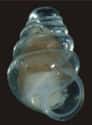 The Transparent Snail Has A See-Through Shell on Random Fascinating Adaptations Of Cave-Dwelling Creatures