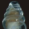 The Transparent Snail Has A See-Through Shell on Random Fascinating Adaptations Of Cave-Dwelling Creatures