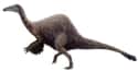 Deinocheirus Mirificus Was The Subject Of A 50 Year Long Mystery on Random Most Bizarre Dinosaurs That Ever Existed