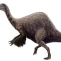 Deinocheirus Mirificus Was The Subject Of A 50 Year Long Mystery on Random Most Bizarre Dinosaurs That Ever Existed
