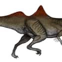 Concavenator Probably Had Some Back Problems on Random Most Bizarre Dinosaurs That Ever Existed