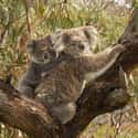 Koala Young Eat Their Mom's Specially Made Organic Poo on Random Facts That Will Absolutely Ruin Your Perception of Koalas
