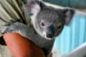 Koalas Are Plagued By A Highly Infectious Strain Of Chlamydia on Random Facts That Will Absolutely Ruin Your Perception of Koalas