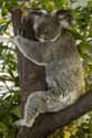 They’re Not Hugging You, They’re Regulating Body Temperature on Random Facts That Will Absolutely Ruin Your Perception of Koalas
