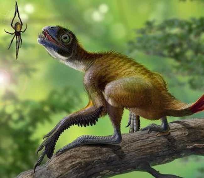 The 14 Most Bizarre Dinosaurs That Ever Existed