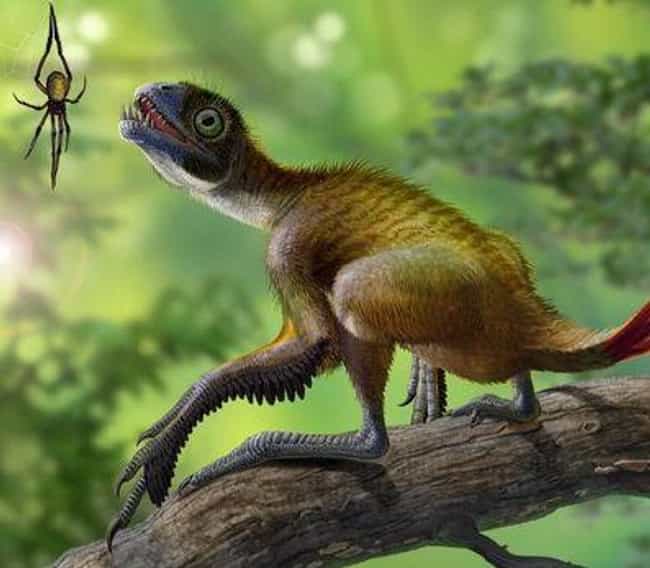 epidexipteryx-photo-u1