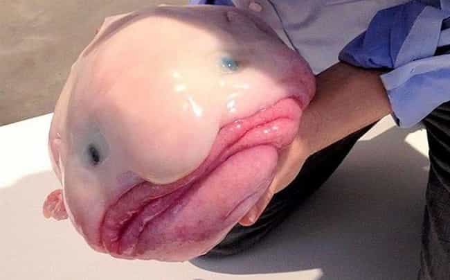 blobfish-are-mysterious-loners-photo-u1?w=650&q=50&fm=pjpg&fit=crop&crop=faces