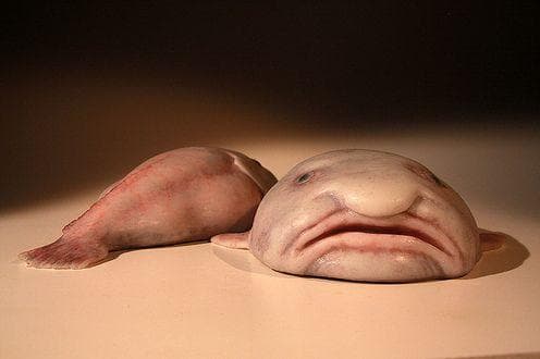 Trivias, Facts, History & Articles - The poor blobfish, doomed to look like  he's wearing a Halloween mask all year round. This deep sea dweller is  affixed with a permanent scowl, and