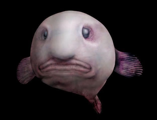 I am thankful for the blob fish