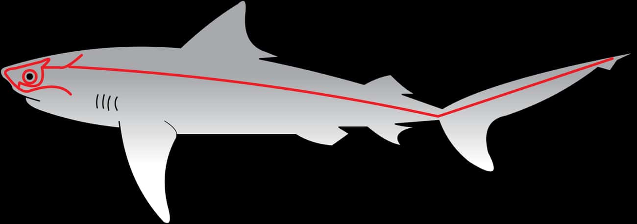 The Lateral Line - Radar For Sharks