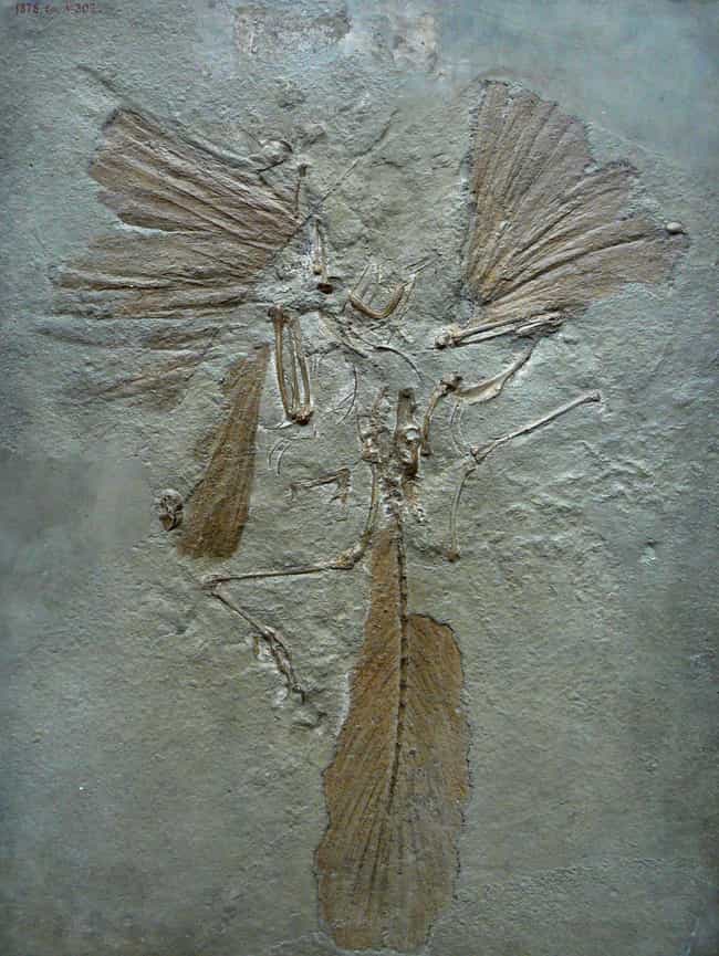 Compelling Evidence Birds Are Just Dinosaurs Living Among Us