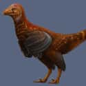 Two Legs Are Better Than Four on Random Compelling Evidence Birds Are Just Dinosaurs Living Among Us