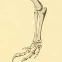 The Ankle Controversy on Random Compelling Evidence Birds Are Just Dinosaurs Living Among Us