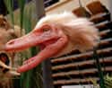 Latest Trend: Dino Facelifts on Random Compelling Evidence Birds Are Just Dinosaurs Living Among Us