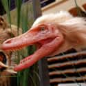 Latest Trend: Dino Facelifts on Random Compelling Evidence Birds Are Just Dinosaurs Living Among Us