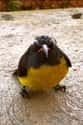 This Bird Sees You Have French Fries And Suggests You Share on Random Angry Birds That Are Outraged By Your Existence