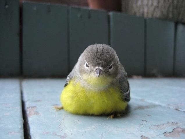 Bird meme. Злой птенчик. Толстый птенец. Недовольная птица. Птичка Мем