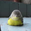Did This Bird Just Hear You Say There's No Coffee Left? on Random Angry Birds That Are Outraged By Your Existence