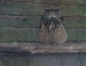 This Owl's Wrath Will Not Be Ignored on Random Angry Birds That Are Outraged By Your Existence