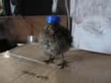 This Drill Sergeant Bird Demands Less Excuses, More Push-Ups on Random Angry Birds That Are Outraged By Your Existence