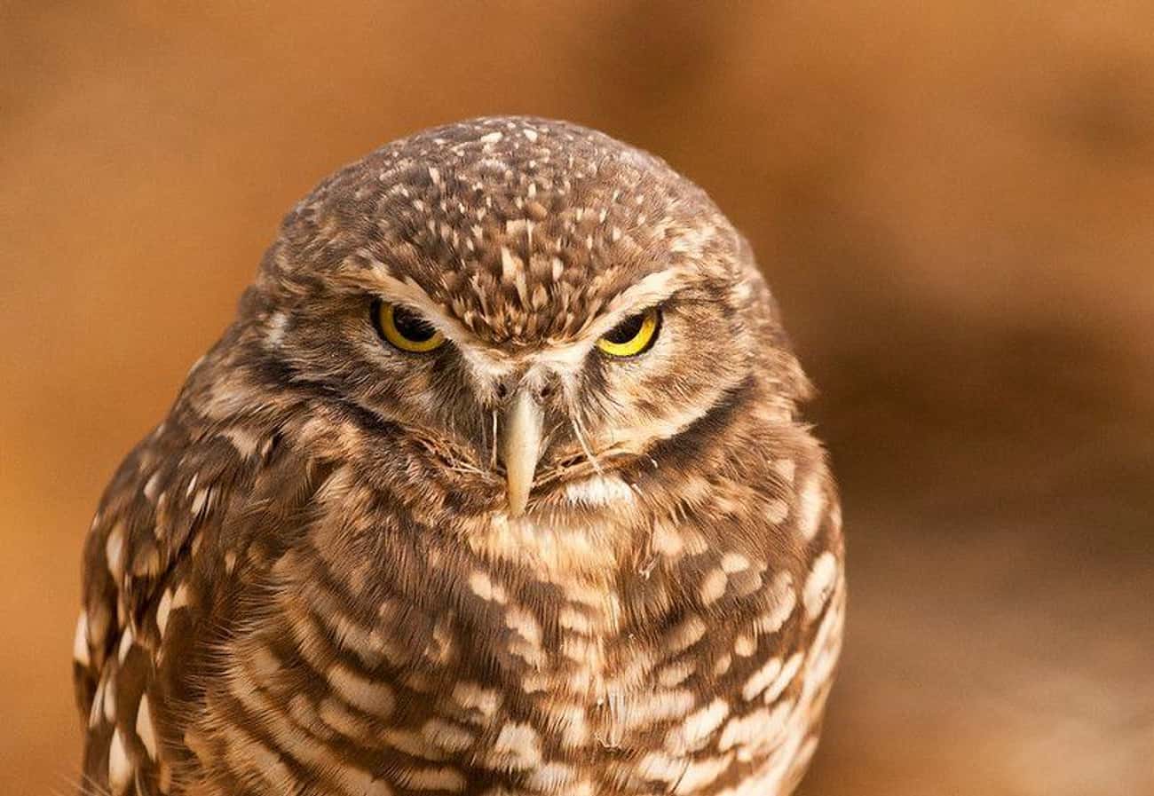 This Owl Is Not Pleased With You