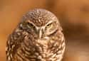 This Owl Is Not Pleased With You on Random Angry Birds That Are Outraged By Your Existence